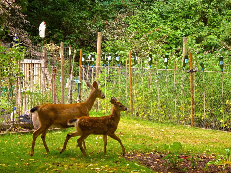 In this August 18, 2013 photo, this blacktail doe and fawn are steered away from these backyard gardens by some appealing-to-the-eye fencing in Langley, Wash. Many people are wildlife watchers and enjoy having them around but any species can become a nuisance in the garden. A variety of benign control and prevention techniques are available including repellants, frightening techniques and distracting them with other plants.