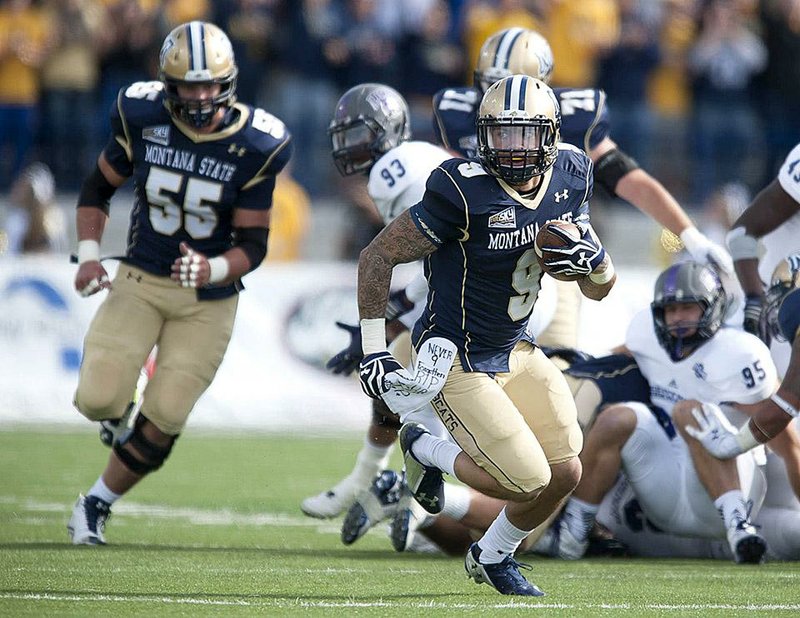 In this photo provided by Montana State University, MSU running back Anthony Knight (9) looks for open lanes during the first quarter of an NCAA football game against Central Arkansas Saturday, Sept. 13,  2014 in Bozeman, Mont. (AP photo/Kelly Gorham, Montana State University)