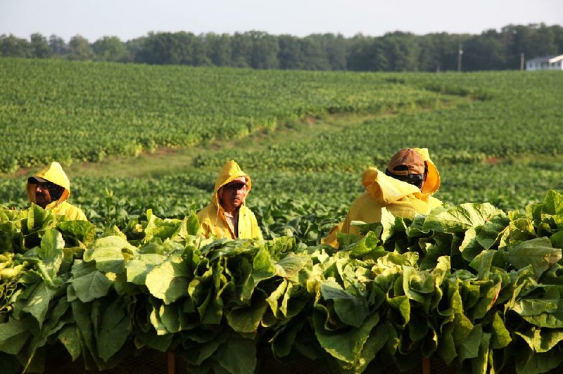 Workers harvest tobacco on Chris Haskins’ farm in Chatham, Va., in August. The last buyout checks from tobacco companies, totaling about $916.5 million, go out to tobacco farmers and landowners in October.