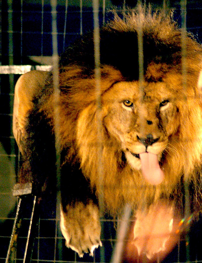 Photo by Mike Eckels Francis the lion sticks out his tongue at his trainer as he is perched the center platform of the big cat cage Sept. 11. at Veterans Park in Decatur.