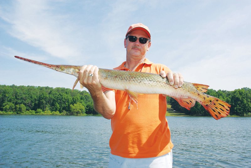 Heavyweight longnose gar like this one caught by Lewis Peeler of Vanndale are common and enjoyable to catch.