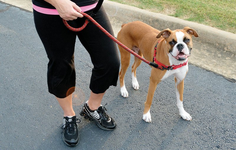 Brianne Wardell of Conway walks her boxer, Bailey, on Salem Road. Wardell said she is happy to hear that the Conway Dog Park construction is underway because she takes Bailey to a dog park in Little Rock once a week.