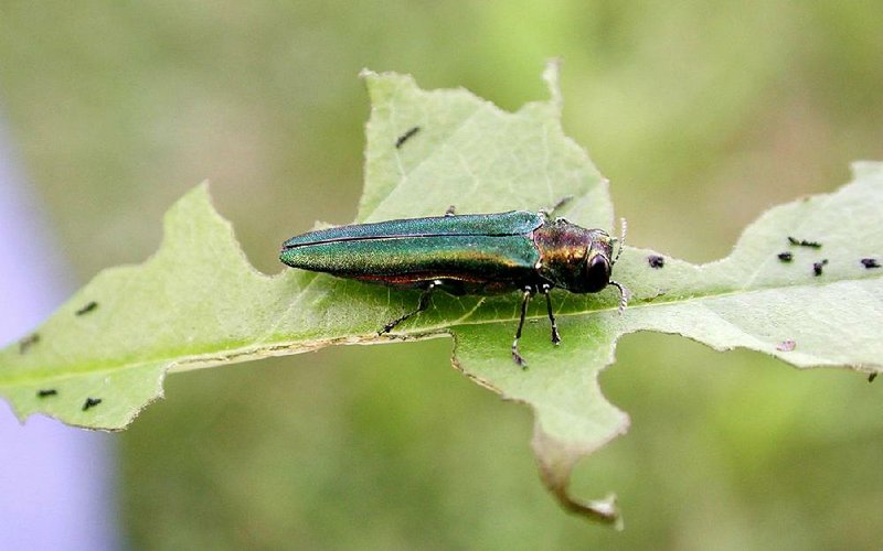 The emerald ash borer is such a threat to the state’s ash trees that forest and agriculture authorities are urging campers and hunters not to carry wood from their homes to burn at camp, but instead to buy and use wood locally.