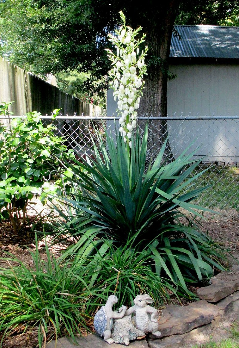 Yucca blooms tower above the plant’s pointed, strappy leaves.