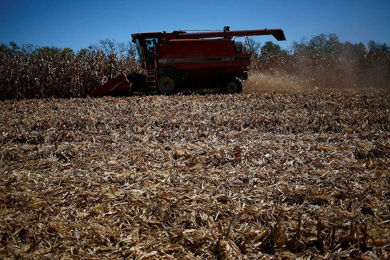 A farmer harvests corn this week in Shelbyville, Ky. Corn futures fell to a five-year low Friday as farmers continue to harvest a record U.S. crop.