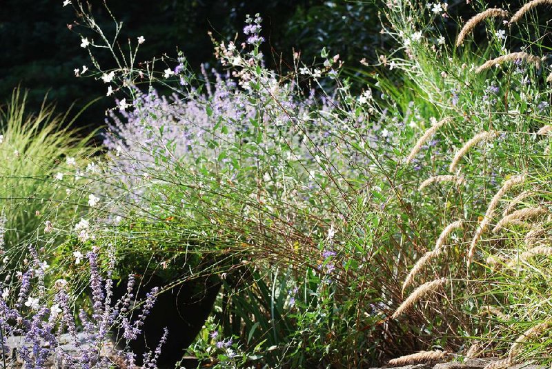 In late summer, the dry garden is full of herbaceous plant life. Here, the mix includes fountain grass, gaura, caryopteris and perovskia. Spring bulbs also flourish in a dry garden. Illustrates GARDENING (category l), by Adrian Higgins, (c) 2014, The Washington Post.  Moved Thursday, September 11, 2014. (MUST CREDIT: Washington Post photo by Adrian Higgins.)
