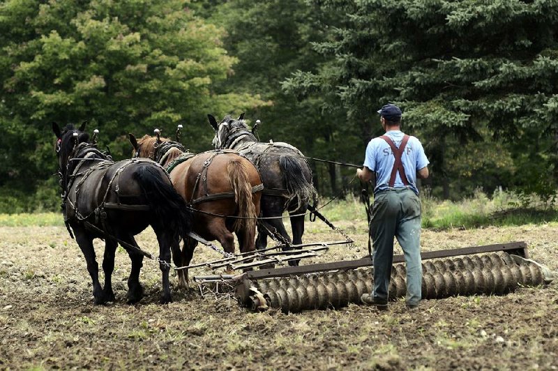 Donn Hewes steers his work horses while harrowing a field at the Northland Sheep Dairy Farm in Marathon, N.Y., Wednesday, Sept. 10, 2014. (AP Photo/Heather Ainsworth)