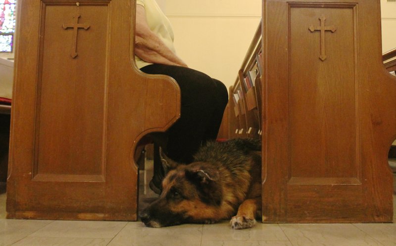 A German Shepherd waits for the evening service at Christ Church to begin. The dog was one of many who attended the 6 p.m. service celebrating the Feast of St. Francis of Assisi. 