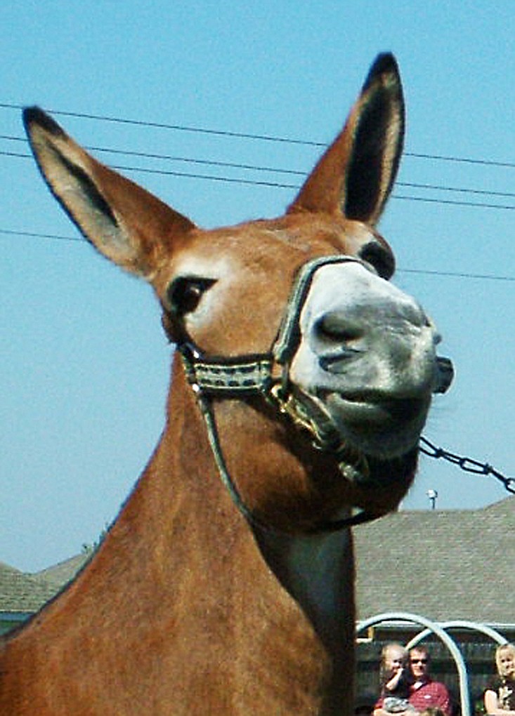 TIMES photographs by Annette Beard &#8220;You want me to do WHAT?!&#8221; this mule appears to be saying when his owner tried to get him to go over a high jump in 2010.