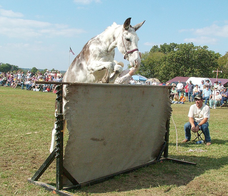 TIMES photographs by Annette Beard Maggie Who was encouraged over the jump by her owner, Kenny Vaught, during the 2008 Pea Ridge Mule Jump. Maggie tied for first place in 2008 by clearing 63 inches. Maggie Who easily cleared the jump as she continued to clear higher and higher until winning .