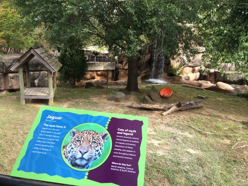 A 3-year-old boy was transported to Arkansas Children's Hospital on Friday, Oct. 10, 2014, after falling into the jaguar exhibit at the Little Rock Zoo. 