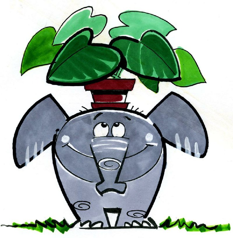 ADG illustration by Ron Wolfe
elephant ear