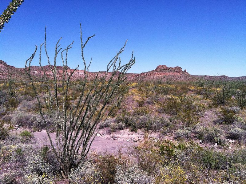 The area of Big Bend Ranch State Park where Cathy was found.