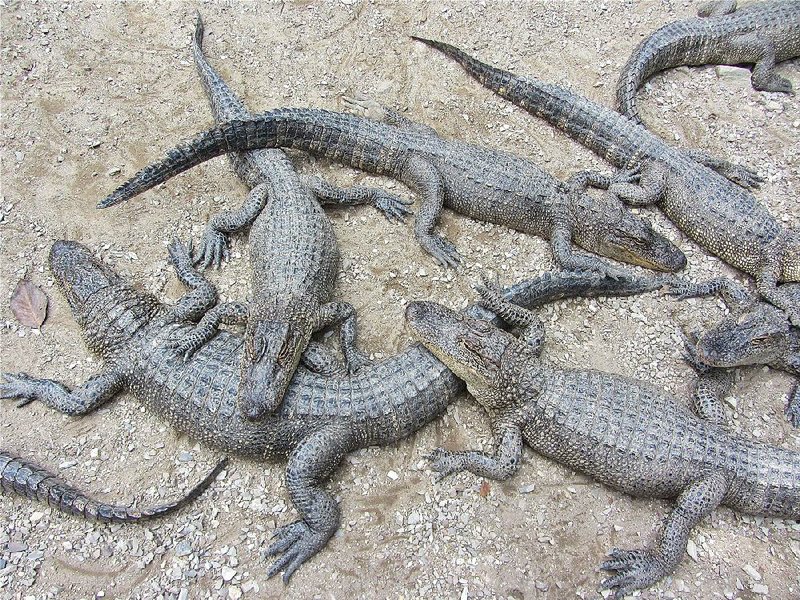 Alligators are kept mostly in outdoor ponds from spring to fall at Arkansas Alligator Farm and Petting Zoo in Hot Springs.

