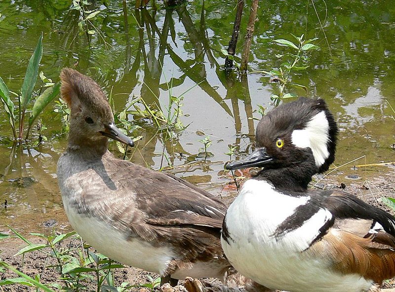 Hooded Mergansers in breeding plumage are the glamour birds of once-polluted Vertac in Jacksonville.