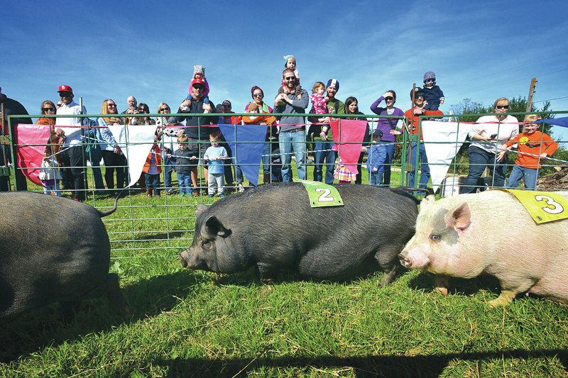 FILE PHOTO BEN GOFF &#8226; @NWABenGoff Visitors watch pig races at Farmland Adventures East of Springdale on Oct. 4. Farmland features a variety of agri-tourism attractions including a pumpkin patch, pig races, a children&#8217;s area, live animals and a giant corn maze.
