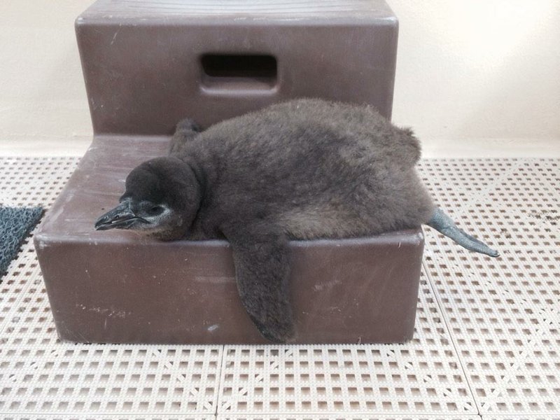 A male penguin chick was hatched at the Little Rock Zoo on Sept. 11, 2014.