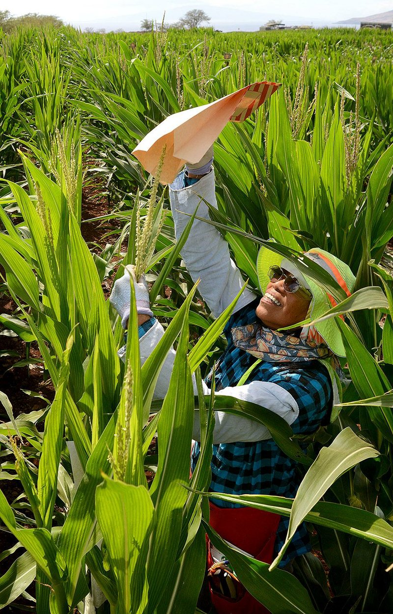 In this photo taken Sept. 10, 2014, Monsanto crew leader Zenaida Arcala places a pollination bag over a corn tassel in Kihei, Hawaii. Maui County voters will decide in the next few weeks whether to ban the cultivation of genetically engineered organisms, at least temporarily. A “yes” vote on the Nov. 4 ballot initiative would require large multinational companies that research new varieties of corn and soybeans in Maui to stop farming until they are able to prove their methods are safe. This could upend global agriculture giant Monsanto’s research pipeline for new varieties of corn and soybeans. (AP Photo/The Maui News, Matthew Thayer)