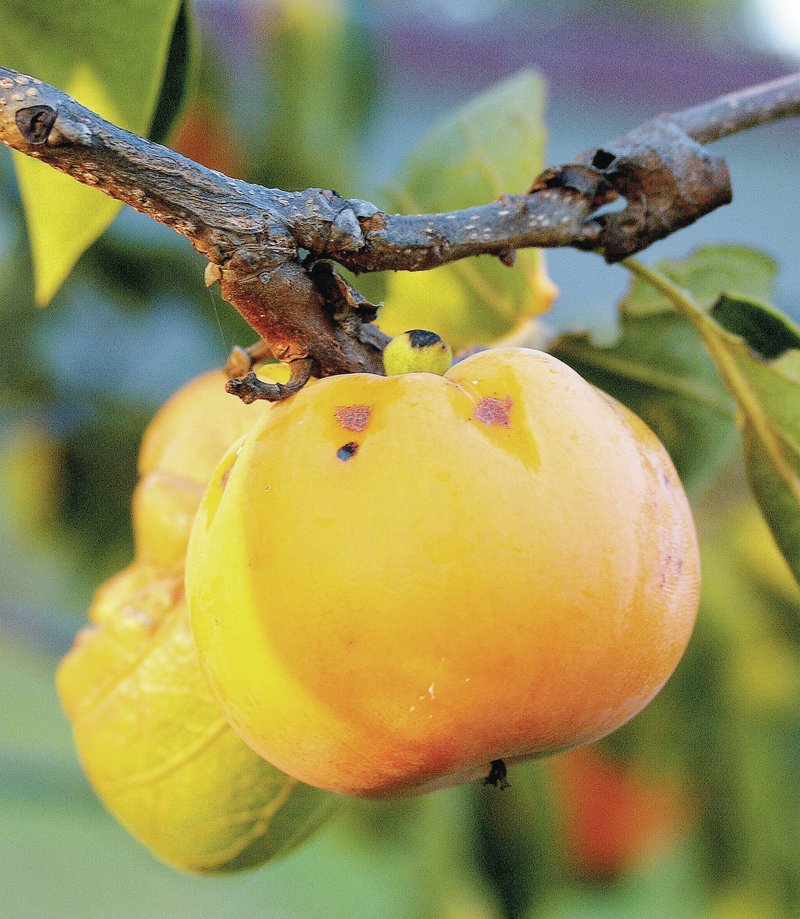 Photo by Randy Moll The giant fuyu persimmon is nearly the size of a baseball and, from a distance, might look like oranges ripening on a tree. They are much larger than the native American persimmon.