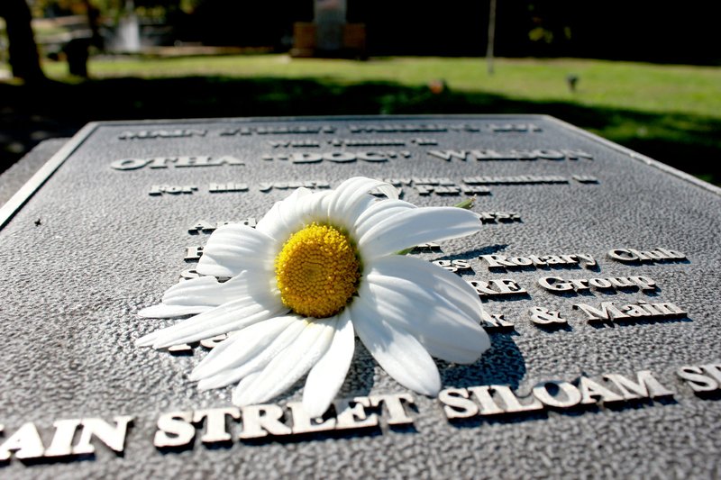 Tina Parker/Herald-Leader A dewy daisy lay atop a plaque at Twin Springs Park on Oct. 25.