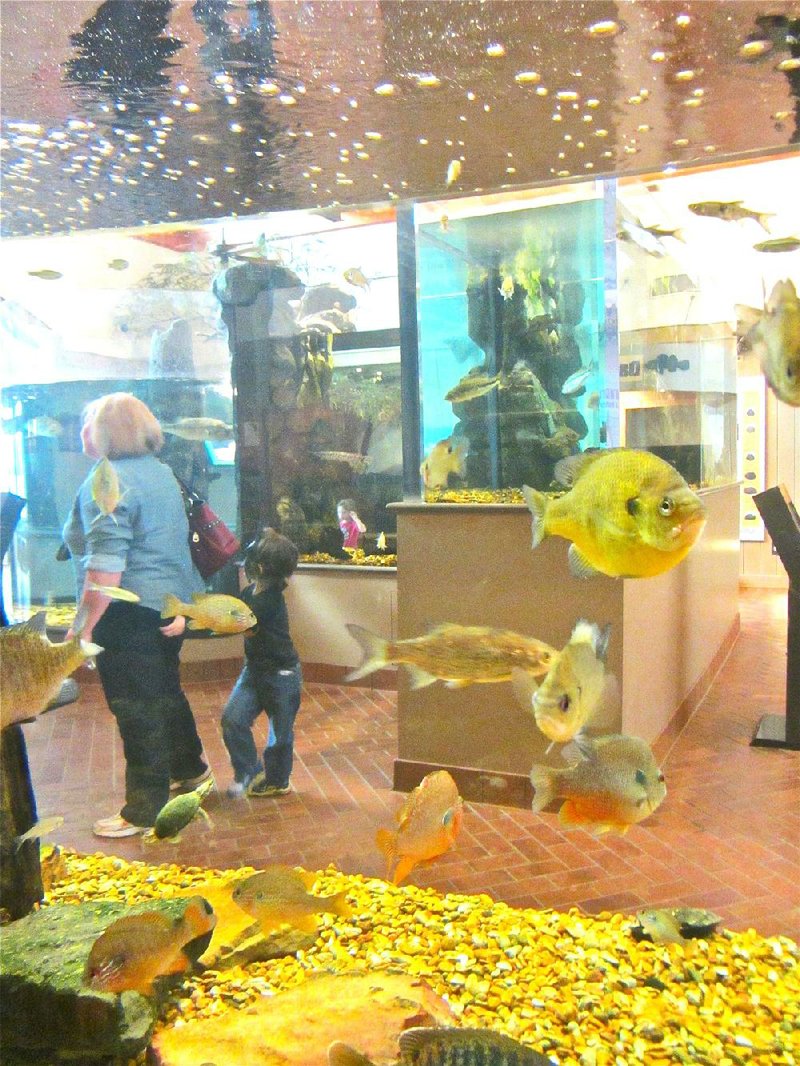 At Lake Dardanelle State Park’s visitor center, aquariums showcase a variety of the area’s underwater species.
