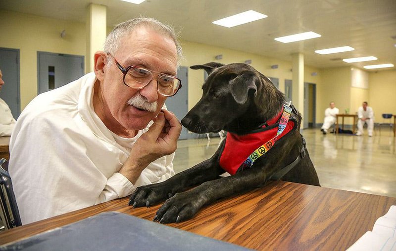 11/5/14
Arkansas Democrat-Gazette/STEPHEN B. THORNTON
Inmate Benny Kilcrease offers up a treat and an ear scratch to Lucky Lulu at her Paws in Prison training session at the Arkansas Department of Correction's Ouachita River Unit in Malvern Wednesday.
  WITH CATHY FRYE WEEKEND STORY