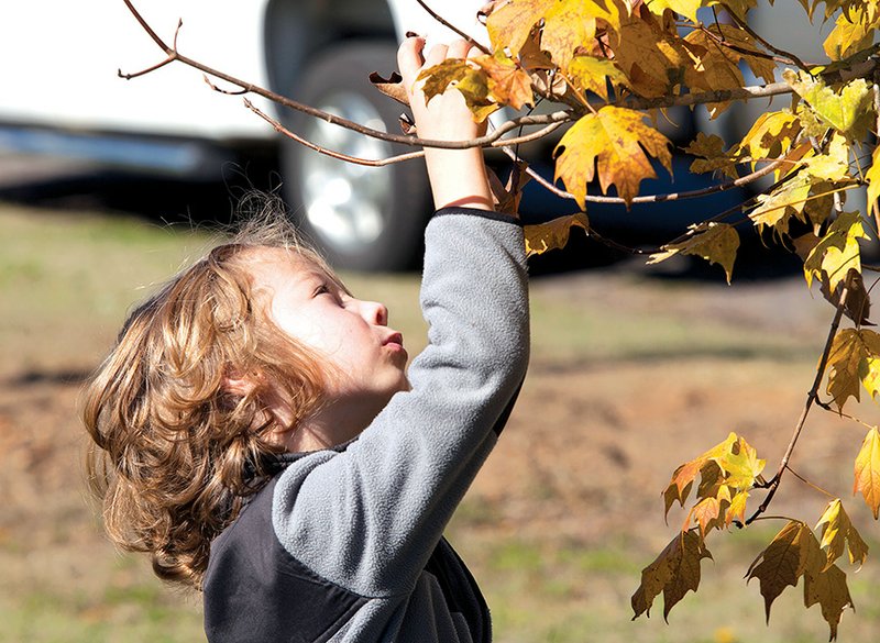 Holden Brown plays with the leaves of a newly planted sugar maple tree during an Arbor Day celebration Nov. 7 in Searcy. The Searcy Tree Board is replacing Bradford pear trees with the maples along a stretch of the Beebe-Capps Expressway.