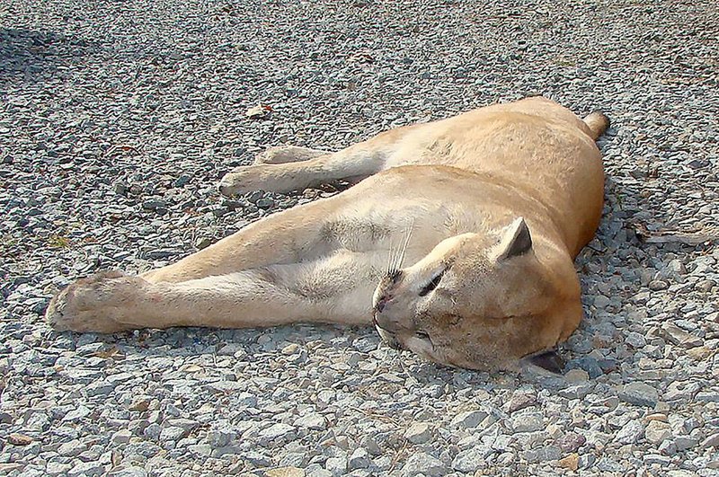 Mountain lion killed by threatened hunter