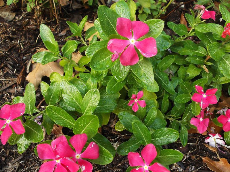 The annual bedding plant periwinkle (shown) is often confused with vinca, a groundcover that can become invasive.