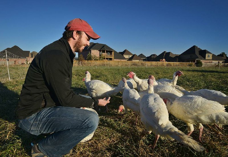 STAFF PHOTO BEN GOFF  @NWABenGoff -- 11/19/14 Adam Franklin, owner of Red Hat Farms in Bentonville, feeds his turkeys on Wednesday Nov. 19, 2014. The small family farm raises vegetables and free-range, heritage breed chickens and turkeys.