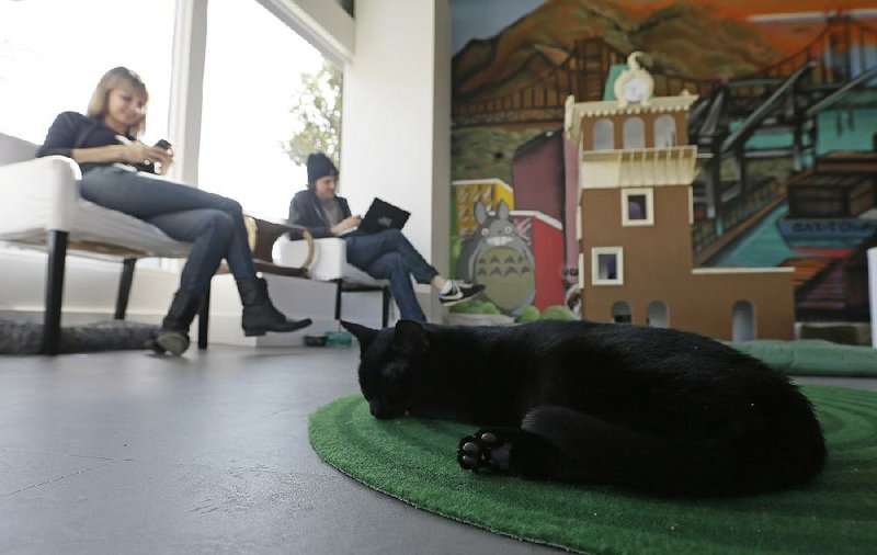 In this photo taken Thursday, Nov. 6, 2014, a cat sleeps on a rug as Donna Garrett, left, and Adam Myatt, right, check their email at the Cat Town Cafe in Oakland, Calif. Similar to concepts in Asia & Europe, the cafe has become America's first permanent feline-friendly coffee shop. Cafe customers pay to pet cute kitties while sipping on tea or expresso drinks. It allows customers, who may not be able to have cats in their own homes, to enjoy the benefits of furry friends for short times without the responsibility. The animals come from a partnership with a local animal shelter and are also available for adoption. Similar cafes are planned to open soon in Seattle, Portland, San Diego and Denver. (AP Photo/Eric Risberg)