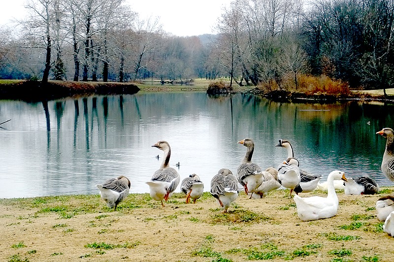 Lynn Atkins/The Weekly Vista Flocks of geese in Bella Vista, including this one on Lake Bella Vista, sometimes include resident Canada geese. The birds aren&#8217;t a problem when they visit during migration, but the ones that remain in the area year round damage property, including sea walls and docks.