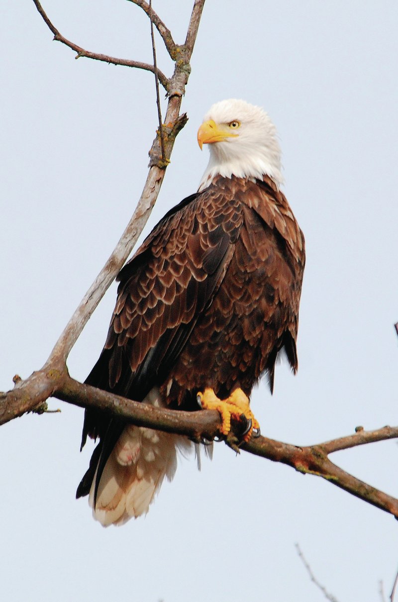Photo by Terry Stanfill A bald eagle perches in a tree at the Eagle Watch Nature Area on Sunday. The national birds have returned to the area for the winter months and can be seen at the Nature Area and around SWEPCO Lake.