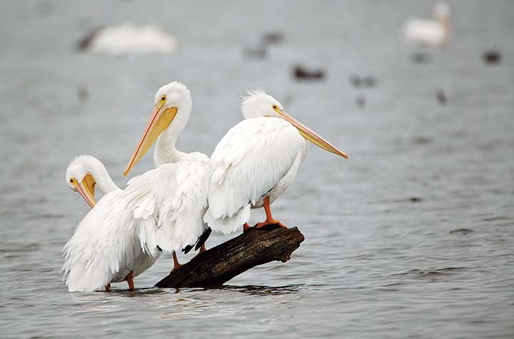 The Craig D. Campbell Lake Conway Reservoir, 3 miles south of Conway, is a resting stop for American white pelicans as they migrate from the northern United States to the Gulf Coast. Hundreds of white pelicans can be seen as they swim in formation, trying to catch fish. Brown pelicans dive, but white pelicans feed from the surface. One of the largest North American birds, they can weigh as much as 30 pounds and have a wing span of up to 9 feet. The pelicans’ arrival delights local birders and photographers.