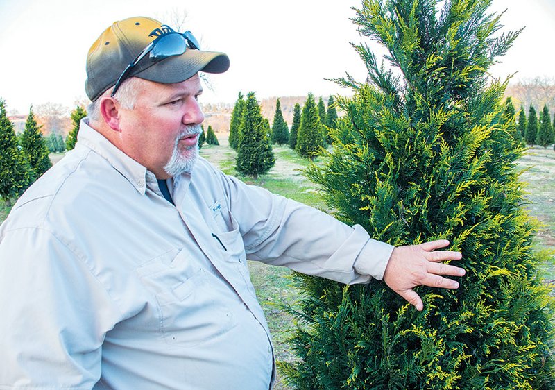 Mitch McKey talks about his Christmas tree farm in Romance as he prepares for customers looking for a fresh-cut tree for the holidays.
