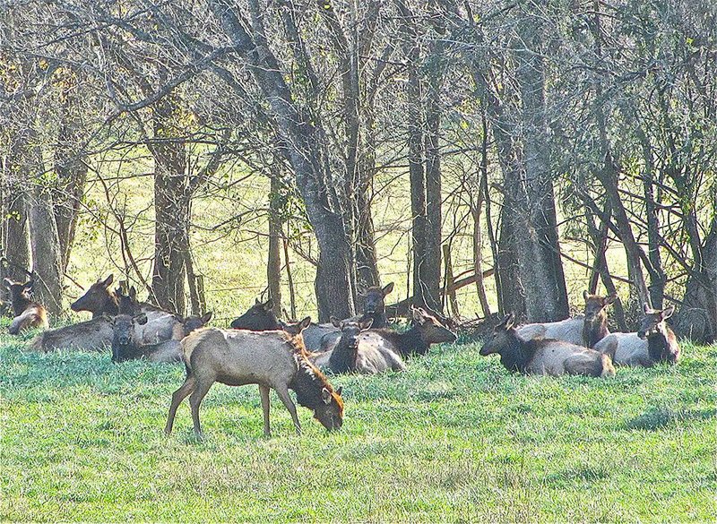 Elk are arrayed on a November afternoon in a meadow adjacent to Arkansas 43 in Boxley Valley along Buffalo National River. 