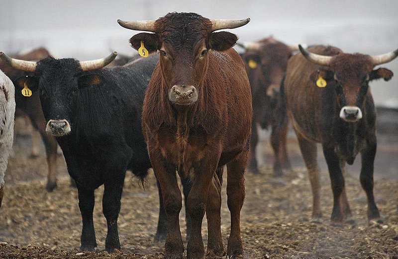 Livestock stand in a feedlot outside Caldwell, Idaho, in this fi le photo. Authorities suspect cattle rustlers in southeastern Idaho are responsible for about 150 missing cattle valued at about $350,000. 