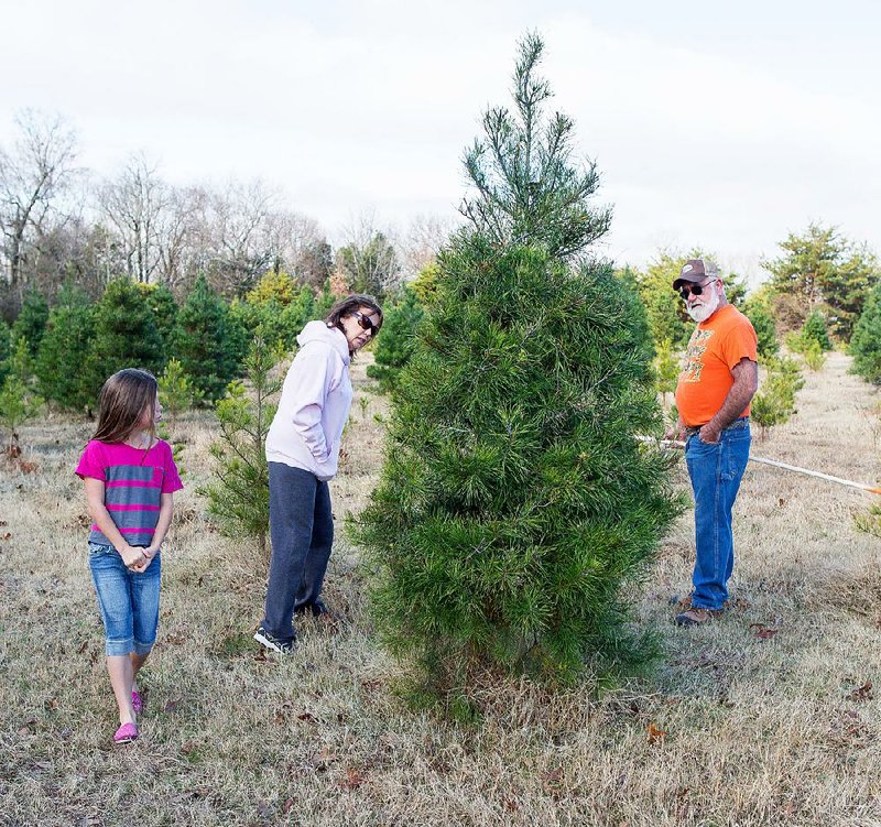 Lexi Julian, 9, and her grandparents Carole and Ed Julian look for a tree at the Lollis Christmas Tree Farm near Rudy. 