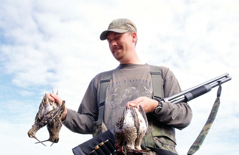 Hunting snipe and other gooney birds can liven up the day when waterfowl hunting is slow. Josh Sutton of Wynne bagged these snipe in a wet crop field in Cross County.