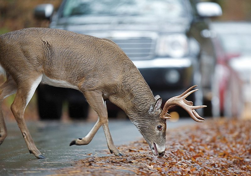 This time of year is the peak for deer-auto collisions in Arkansas.