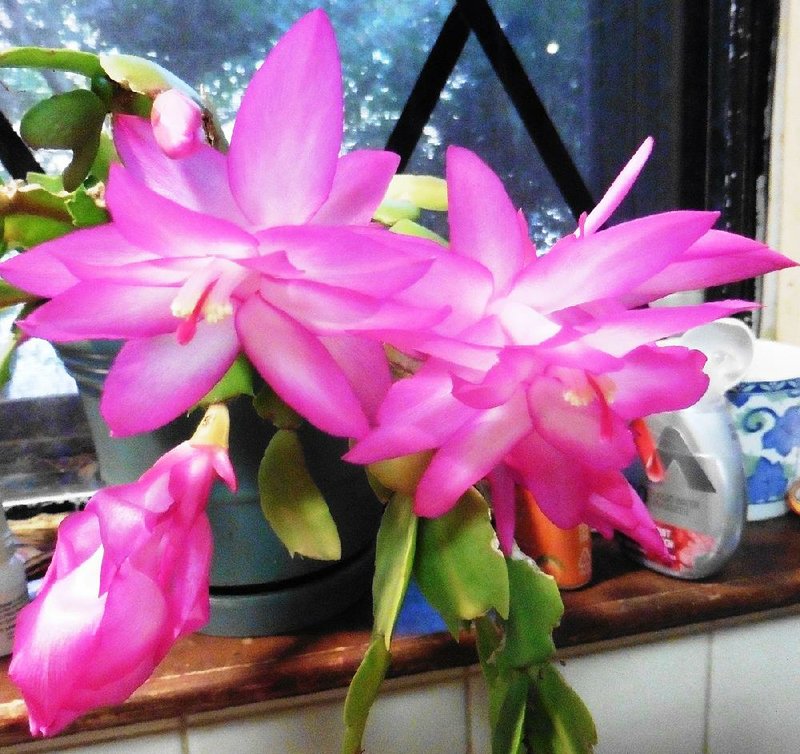 The holiday cactus can be persuaded easily to bloom more than once a year. If it blooms in November, it’s a Thanksgiving cactus; if it blooms in December, we call it a Christmas cactus.