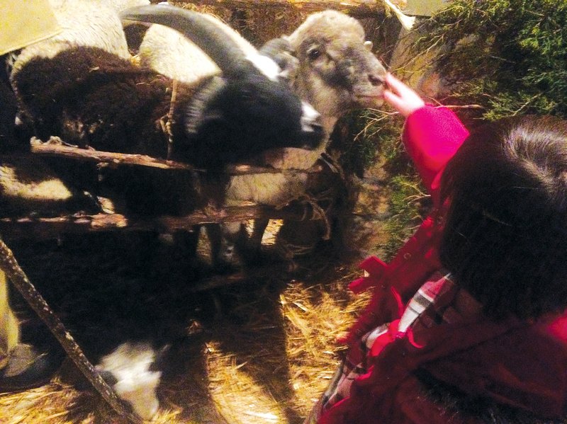 COURTESY PHOTO A child pets a goat last year at a live nativity at Bella Vista Christian Church. The church&#8217;s live nativity will take place from 4 to 8 p.m. Sunday. Animals on display, along with Mary, Joseph, baby Jesus, include donkeys, sheep, cows and camels. The camels are a new addition this year.