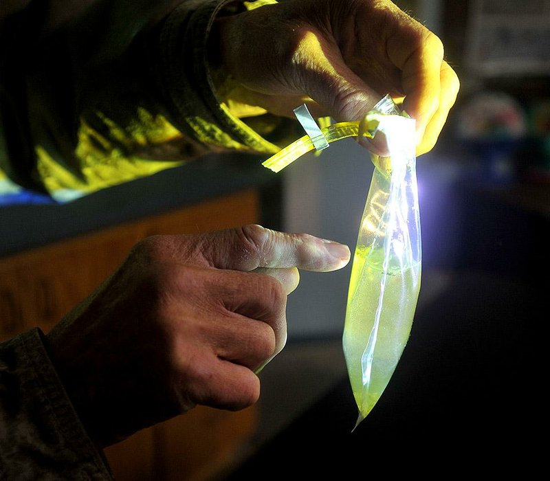 NWA Media/Michael Woods --12/19/2014-- w @NWAMICHAELW...Russell Rhodes, a retired scientist, examines an algae sample from Lake Fayetteville Friday afternoon.   Rhodes who specializes in algae, helps monitor the algae levels in the lakes around Northwest Arkansas.