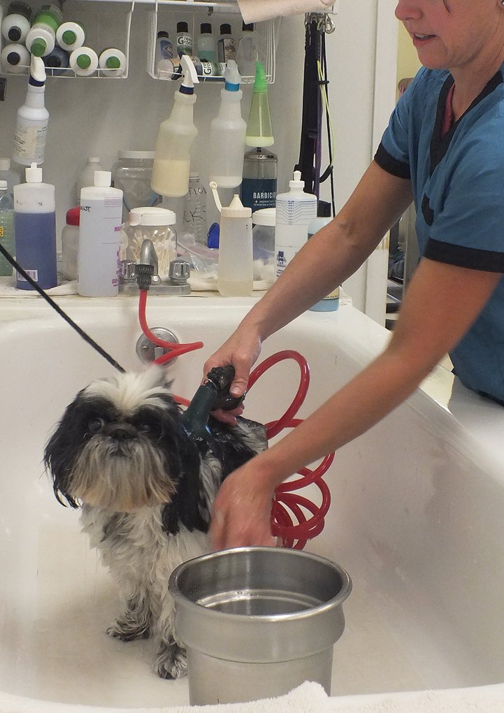 Chafa wets the hair of Kona, a Shih Tzu, in preparation for bathing her with warm shampoo.