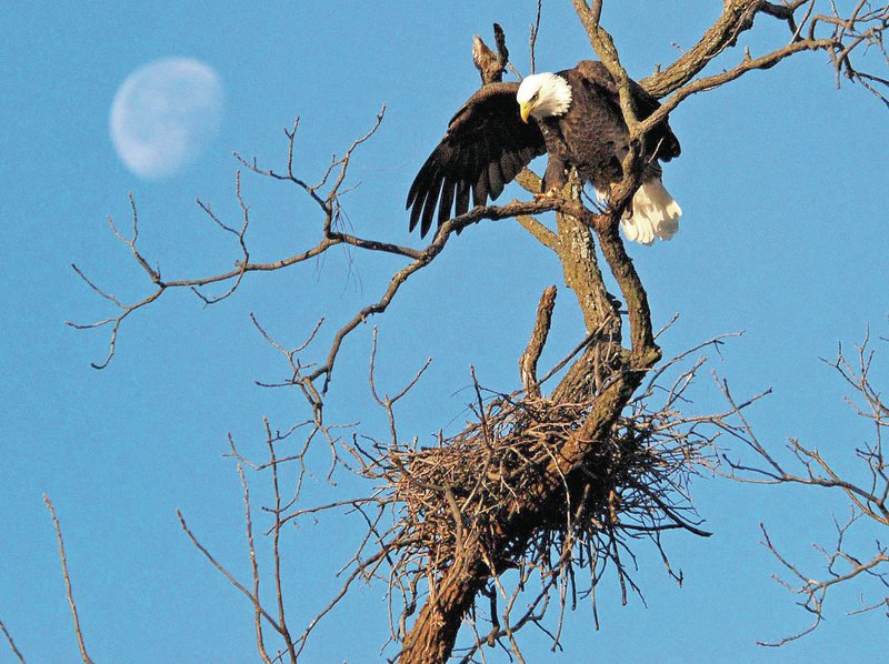 Eagle Nest? With the moon in the background, a bald eagle stands over what appears to be the beginnings of a nest at the Wild Wilderness Safari near Gentry. Nests are usually much larger. A pair of bald eagles was photographed at the nest on Dec. 10. Photo by Terry Stanfill
