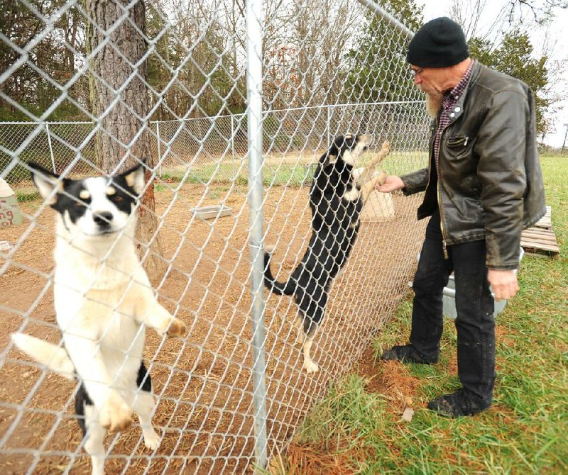 NWA Media/ANDY SHUPE - Bill King, director of Go East, Young Dog, visits with a trio of Huskies that are soon bound for new owners on the East Coast Wednesday, Dec. 24, 2014, at the organization's facility in Berryville. Go East, Young Dog recently merged with the Good Shepherd Humane Society. The organization handles all stray, lost or abandoned dogs for Berryville and coordinates adoptions for them after with new owners in an eastern state having provided vaccinations, spay or neuter, de-worming and socialization services. So far they’ve helped more than 600 dogs find homes.