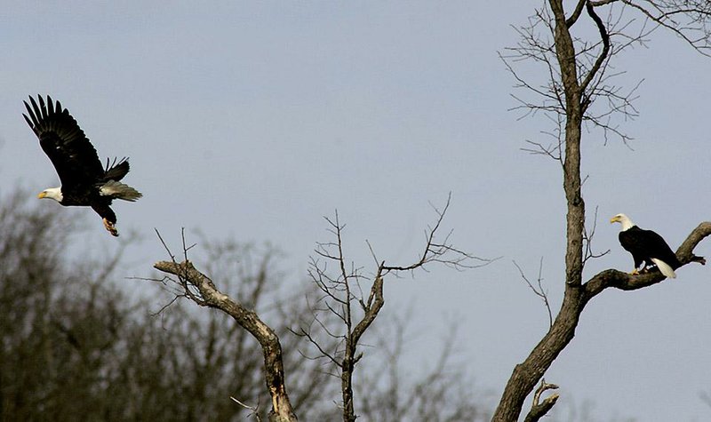 Spotting a bald eagle is the aim of January visitors to a number of Arkansas state parks. 
