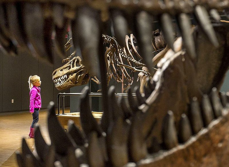 Kristen Howthorn of Bryant comes face to face with a Tyrannosaurus rex at “Dinosaurs: Fossils Exposed,” an exhibit continuing at the Museum of Discovery, 500 President Clinton Ave., through April 26. Hours are 9 a.m.-5 p.m. Tuesday-Saturday, 1-5 p.m. Sunday. Admission is $10, $8 for children 1-12. (501) 396-7050 or museumofdiscovery.org. 