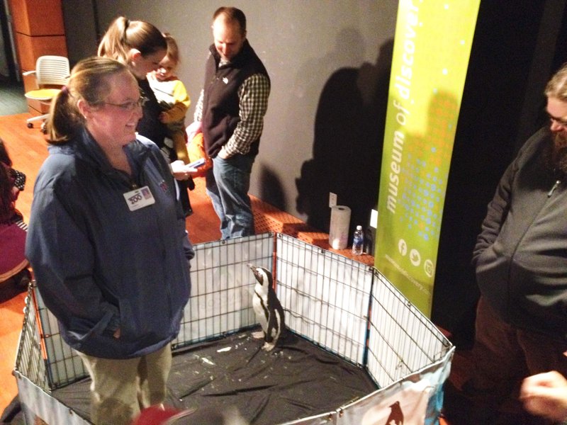 LeeAnn Goette, education outreach keeper at the Little Rock Zoo, talks to people about Samson, a 7 year-old African male penguin, during the Winter Blast event Friday at the Museum of Discovery. 