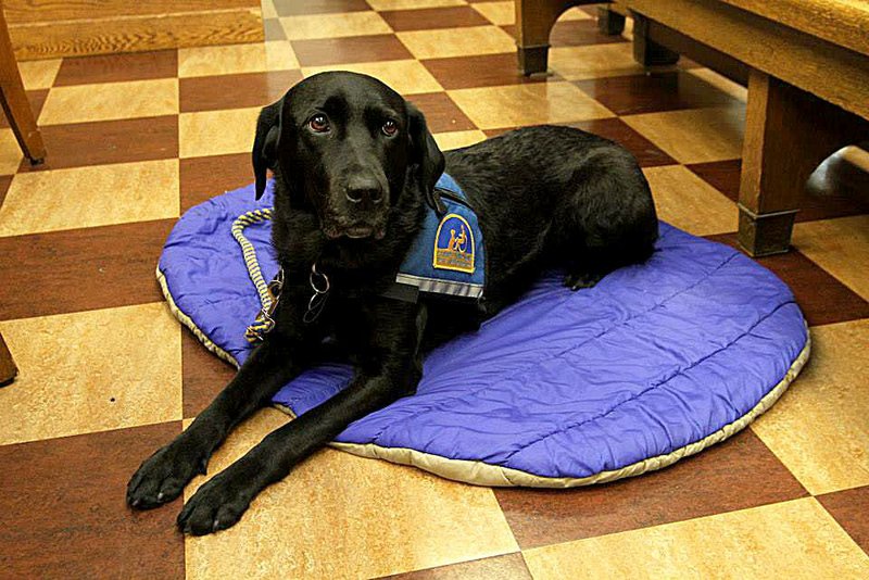 Molly, a courthouse dog, is shown at a conference in Seattle in October. Faulkner County is trying to get a dog like Molly to provide companionship and support for crime victims. 